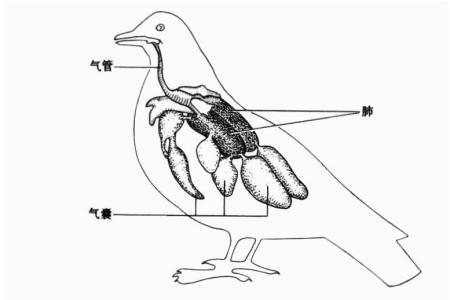 初中生物循环系统 中考生物 家鸽循环系统