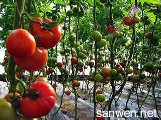 大棚西红柿种植技术 大棚种植西红柿的时间