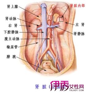 女人左肾疼是什么原因 肾疼是什么原因