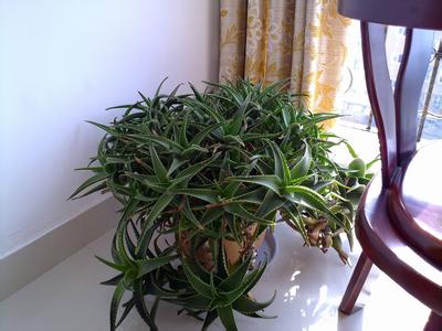 芦荟长的太高怎么修剪 芦荟怎样种植