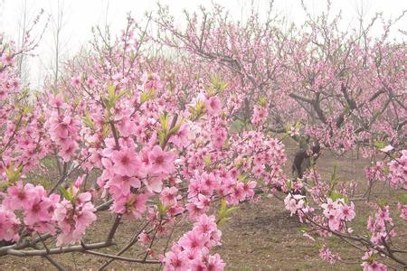 三月桃花开精美散文 有关桃花的散文_描写桃花的精美散文