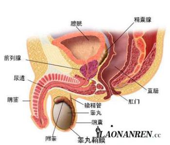 前列腺疼痛是什么原因 前列腺疼什么原因