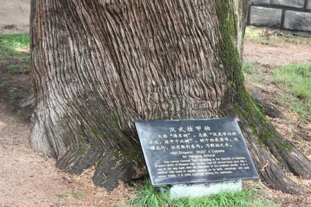 世界上寿命最长的动物 世界上寿命最长的柏树是什么
