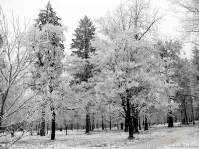 描写冬天的文章 描写冬天树林的文章_关于描写冬天树林的文章