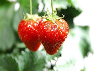 草莓怎么洗才干净 草莓的功效与作用及禁忌