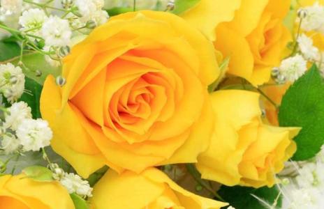 香槟玫瑰的花语是什么 黄玫瑰的花语是什么