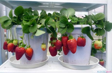 草莓树的养殖方法 盆栽草莓的养殖方法