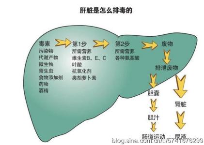 怎样护肝养肝排毒 夏季怎样护肝养肝排毒