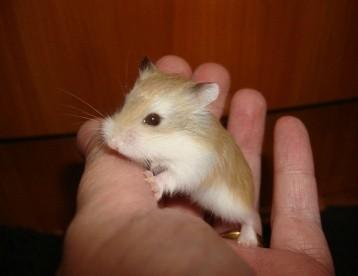 世界上最豪华的仓鼠笼 世界上最小的仓鼠