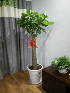客厅适合摆放什么植物 适合摆放客厅的植物有哪些,如何选购植物