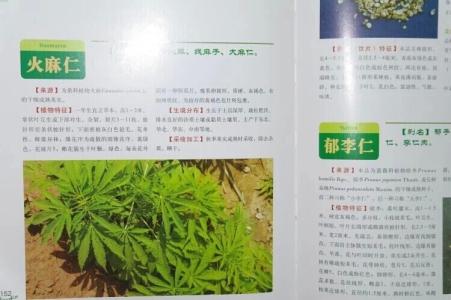 公司名称中英文对照章 中草药药物名称中英对照