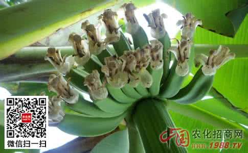 香蕉的种植技术与管理 香蕉抽蕾期管理技术