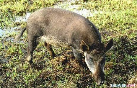 养殖业预防疾病视频 野猪养殖的疾病怎样预防