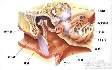 急性中耳炎会自愈吗 急性中耳炎吃什么药