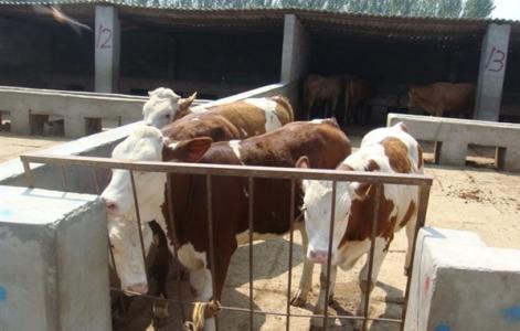 犊牛的饲养管理 肉牛犊牛的饲养管理方法