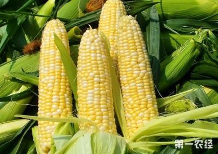 甜玉米种植时间 广东甜玉米的种植时间