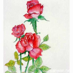 玫瑰花彩色铅笔画图片 花彩色铅笔画图片