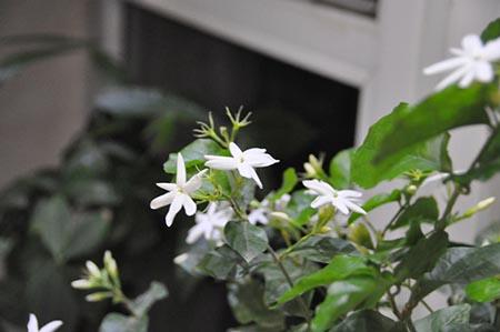 价值链分析的主要内容 茉莉花的主要价值