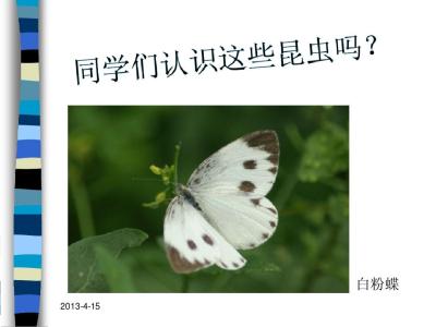 如何采集昆虫标本 中考生物 采集和制作昆虫标本