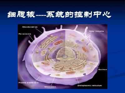 高一生物必修一试题 高一生物必修1细胞核—系统的控制中心测试试题