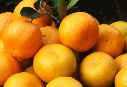 柑橘的功效与作用 柑橘功效和作用