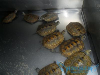 南石龟饲养 如何饲养石龟