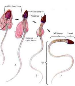 男性精子成活率 男性精子成活率低什么原因