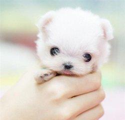 世界上最小的博美犬 世界上最小的茶杯犬
