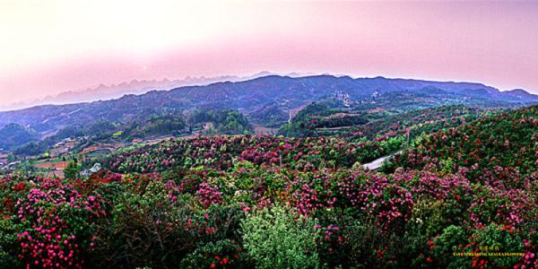 百里杜鹃风景名胜区 百里杜鹃景区导游词