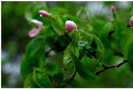 四年级作文：神奇的春雨