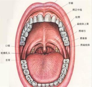 扁桃体发炎吃什么食物 扁桃体发炎吃什么好