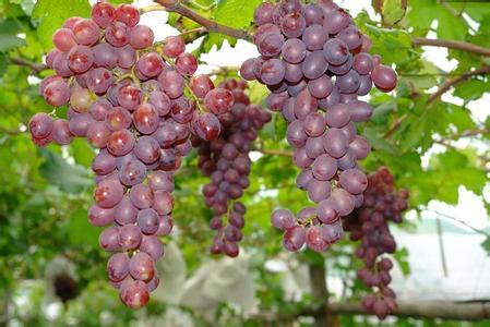 葡萄营养价值及功效 葡萄的功效和营养价值