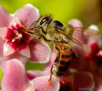 桃蛋怎么安全度夏 蜜蜂如何安全度夏