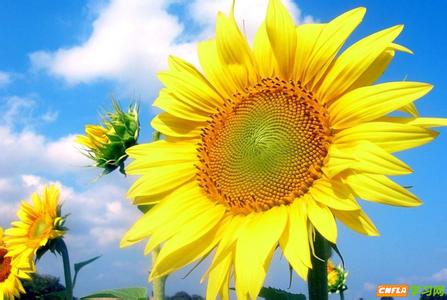 赞美南京的诗歌现代诗 描写太阳花的现代诗 赞美太阳花的诗歌