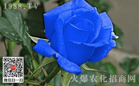 19蓝色妖姬花语是什么 蓝色妖姬花语_蓝色妖姬的花语是什么