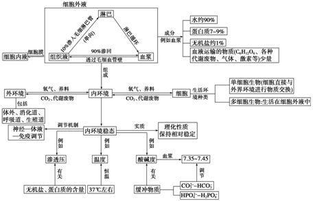 高中生物知识点梳理图 高二生物稳态与环境知识点梳理