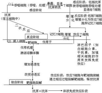 高中生物知识点总结 高中生物有关“素”的知识点总结