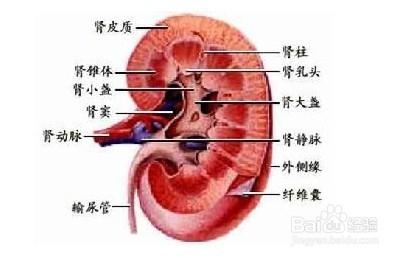 女人肾不好有哪些症状 女人肾不好有哪些症状 女人肾不好的症状表现