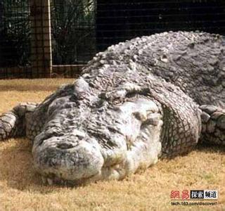 世界上最大的鳄鱼 世界上最大的鳄鱼是哪种
