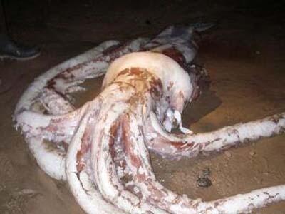 世界上最大的螃蟹 世界上最大的鱿鱼