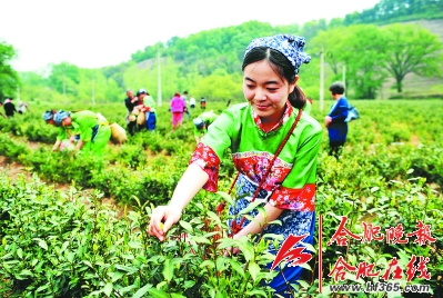 安徽茶文化 安徽的茶文化是怎样的