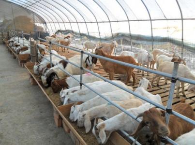 肉羊饲养管理 肉羊场的饲养管理制度
