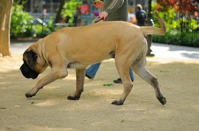 世界上最大的狗狗品种 世界上最大的狗狗