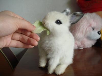 小白兔的饲养 两个月小白兔应该怎么饲养