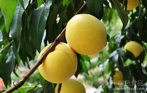 黄桃种植技术 黄桃种植与管理的技术