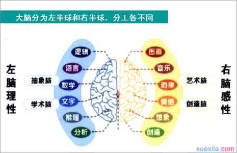 数学好是左脑还是右脑 你是左脑还是右脑使用者呢