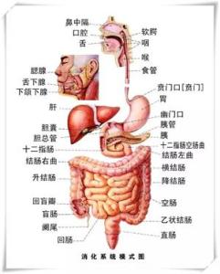 肠胃保健小知识 肠胃基本知识