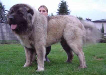 世界体型最大的狗排名 世界体积最大的狗