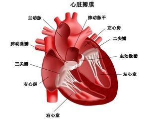 老年人心脏病怎么治疗 心脏病治疗方法
