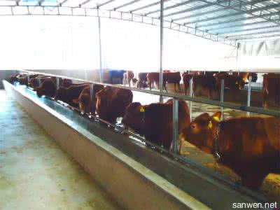 肉牛养殖成本分析 肉牛饲养成本计算分析
